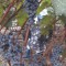ワインの原料山ブドウの収穫